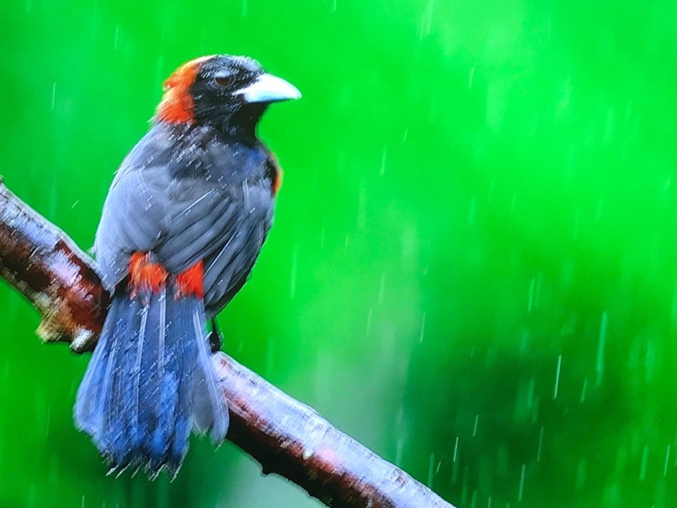 Costa Rica - San Carlos - 