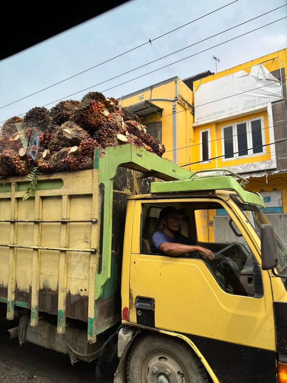 Indonesien - Kabupaten Langkat - Ölpalmfrücht