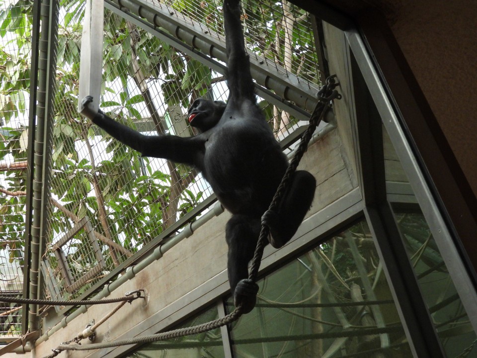 Schweiz - Zürich - Das nächste grosse Projekt des Zoos ist ein Habitat für die Menschenaffen zu bauen. Habitat steht für "natürlicher Lebensraum Umgebung", weg von der Käfighaltung - dem Tier als Ausstellungsobjekt - hin zum Tier in seiner angestammten Umgebung