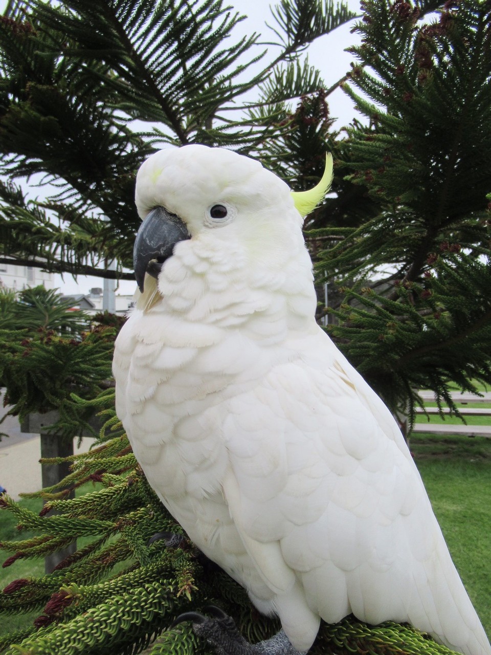 Australien - Apollo Bay - 