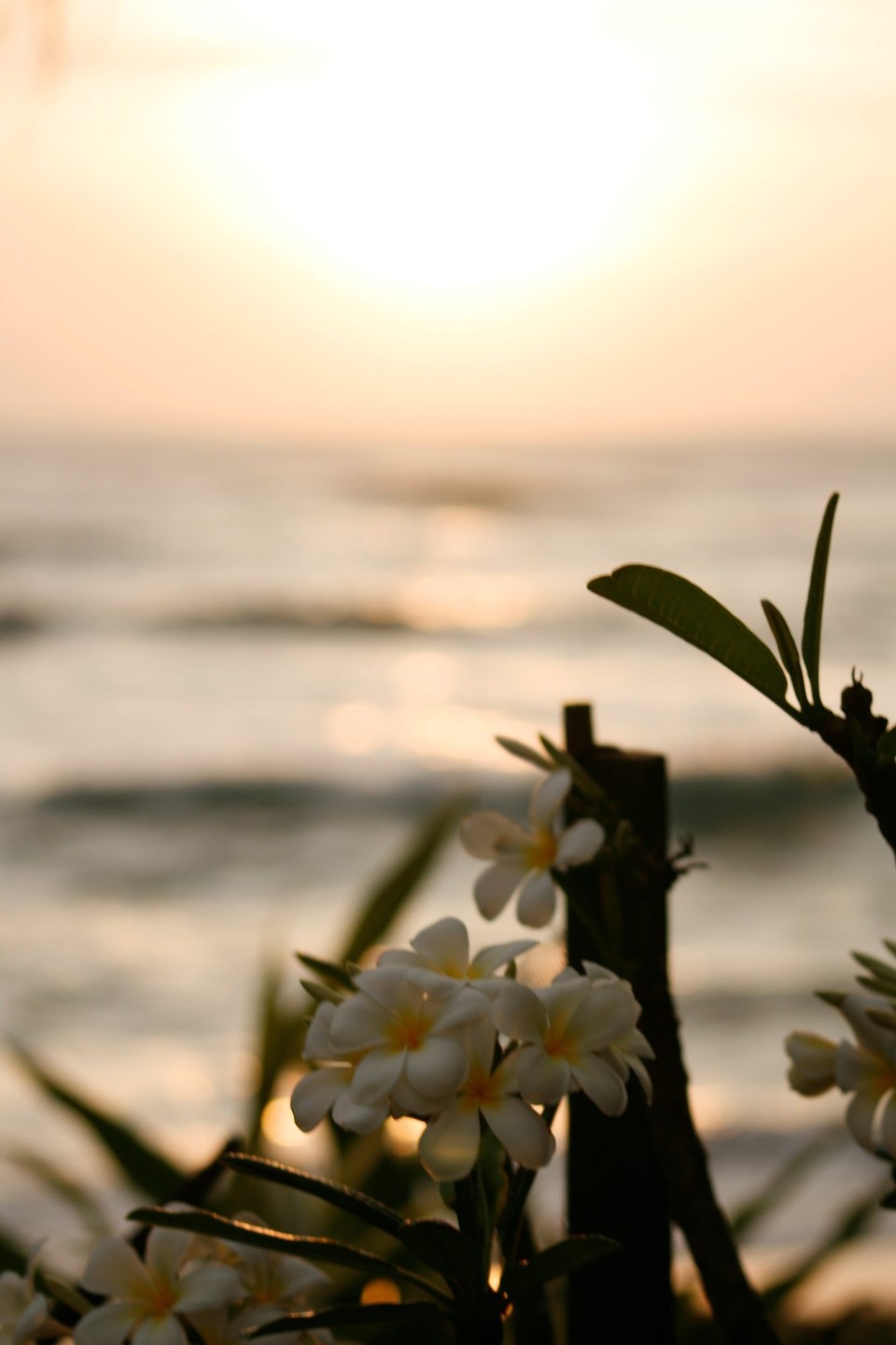 Sri Lanka - Weligama - 