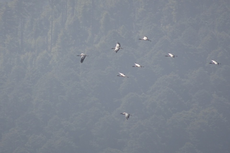 Bhutan - Gangtey (dewachen hotel) - 