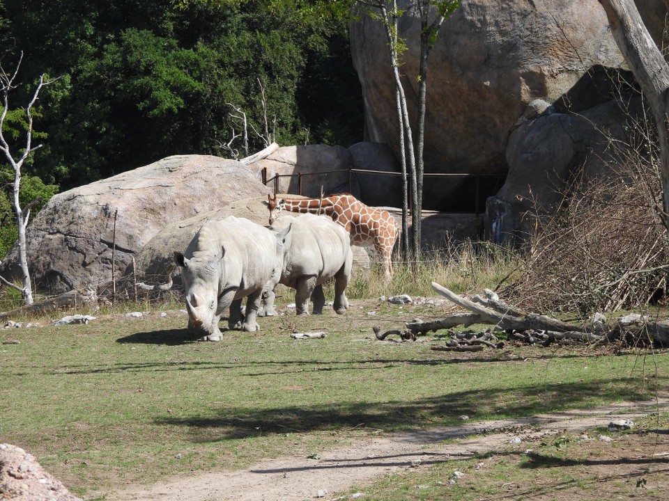 Schweiz - Zürich - Die Breithornrhynos haben ihre Ruhe drinnen beendet und schauen sich für eine Runde draussen um
