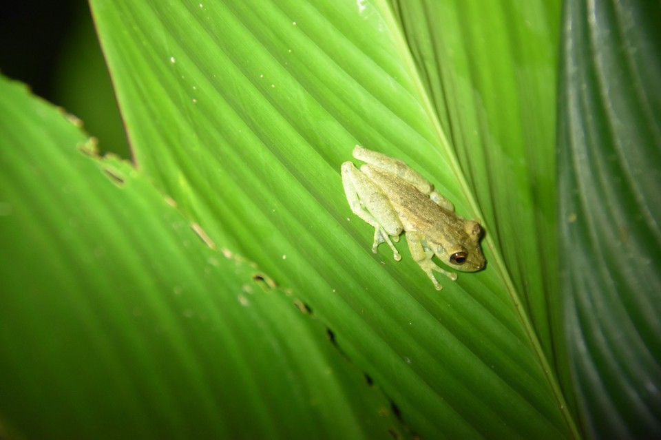 Costa Rica - La Fortuna - Dieser ist da schon eher wieder harmlos, ein sogenannter Glasfrosch.
