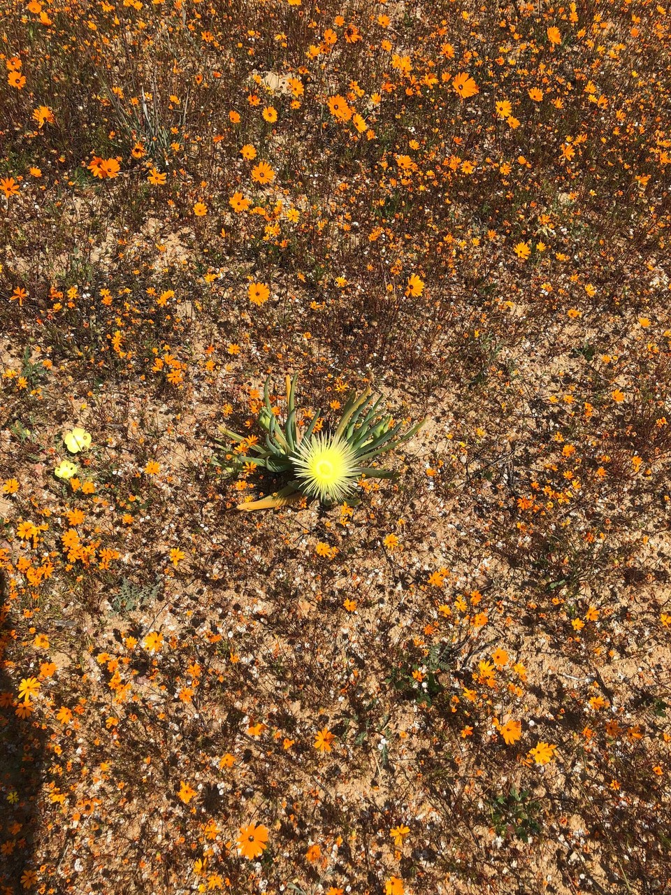 Südafrika - Springbok - 