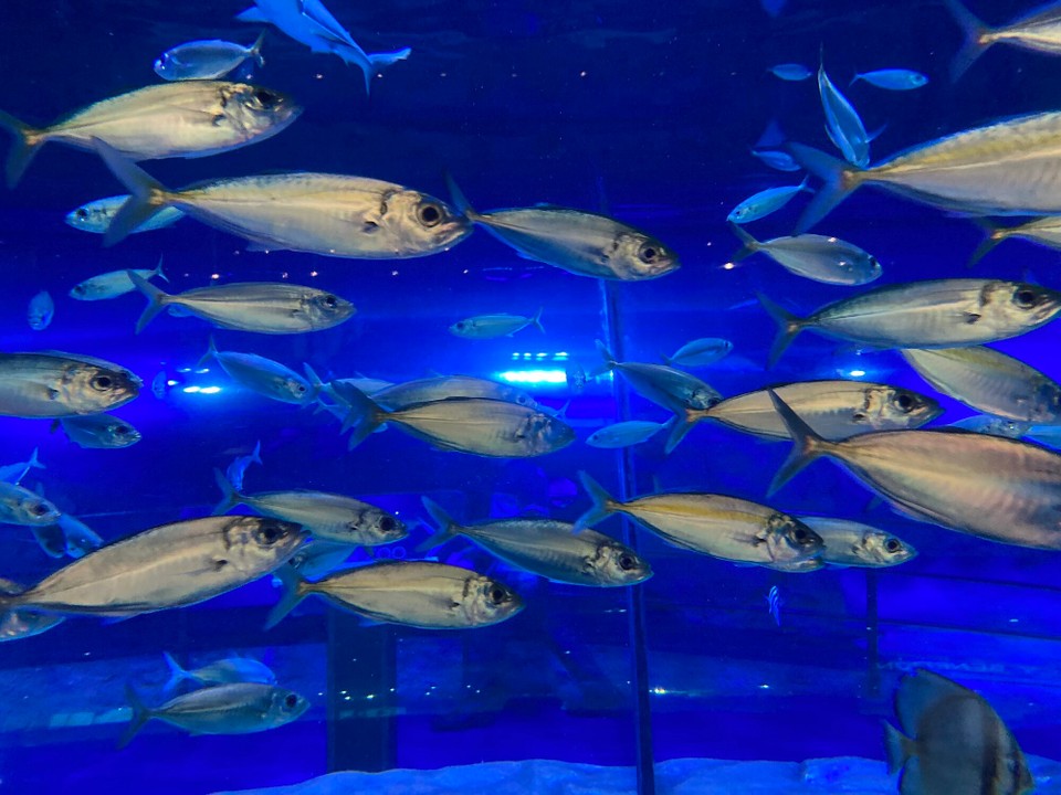 Vereinigte Arabische Emirate - Dubai - 