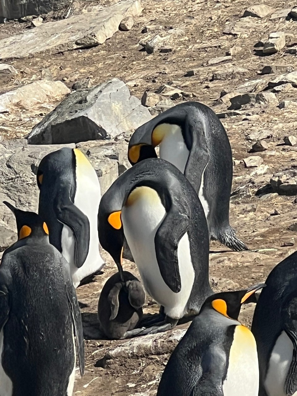 Falkland Islands (Islas Malvinas) - unbekannt - What’s up babs?