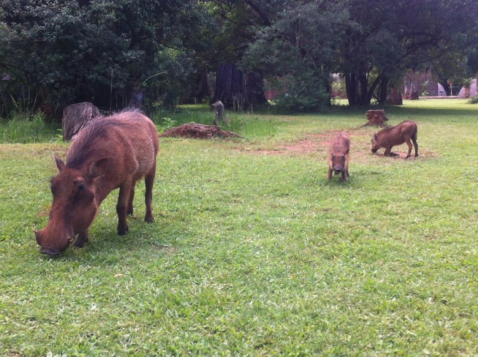 Swasiland - Lobamba - Tiere I