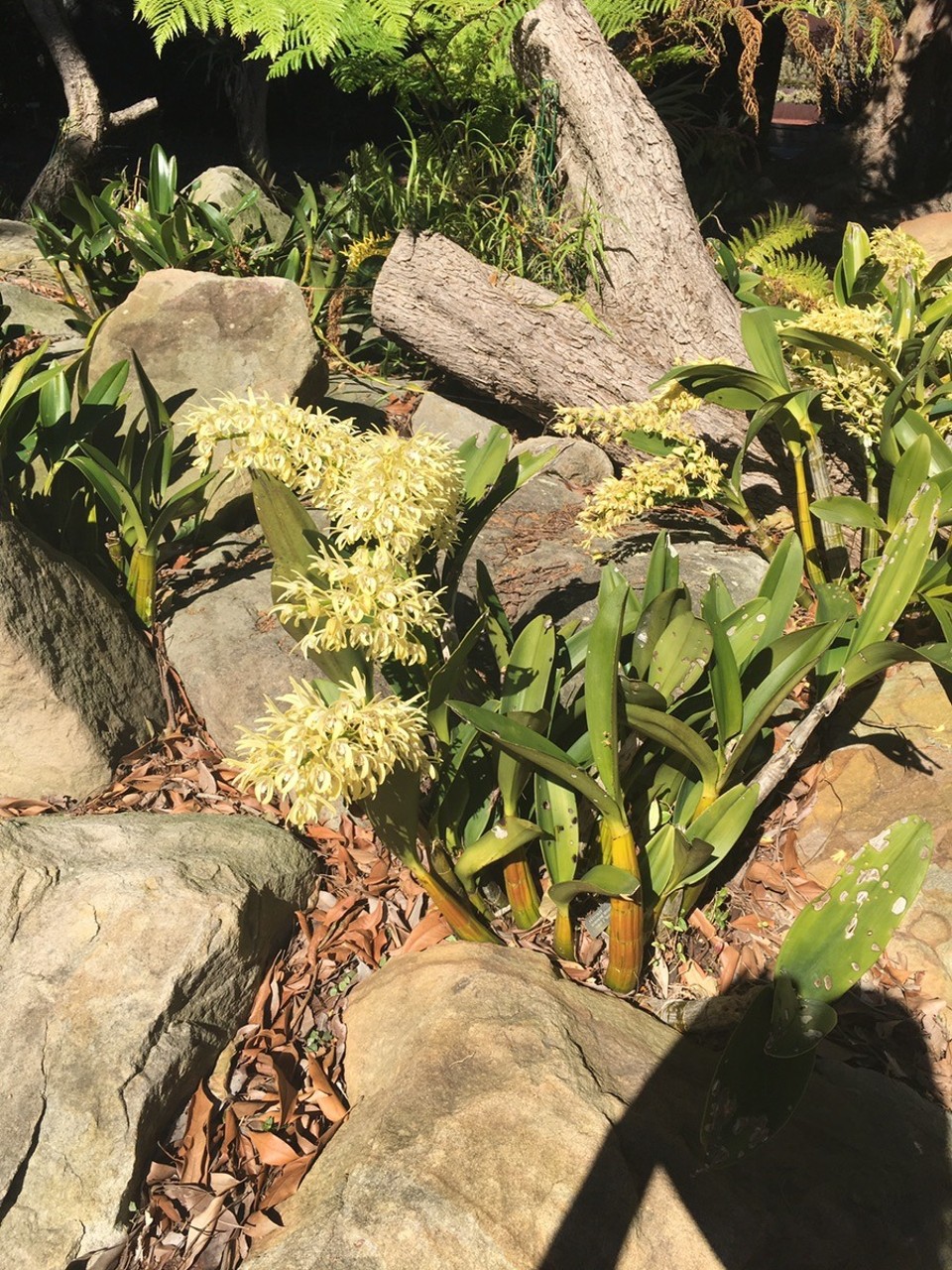 Ausztrália - Sydney - 