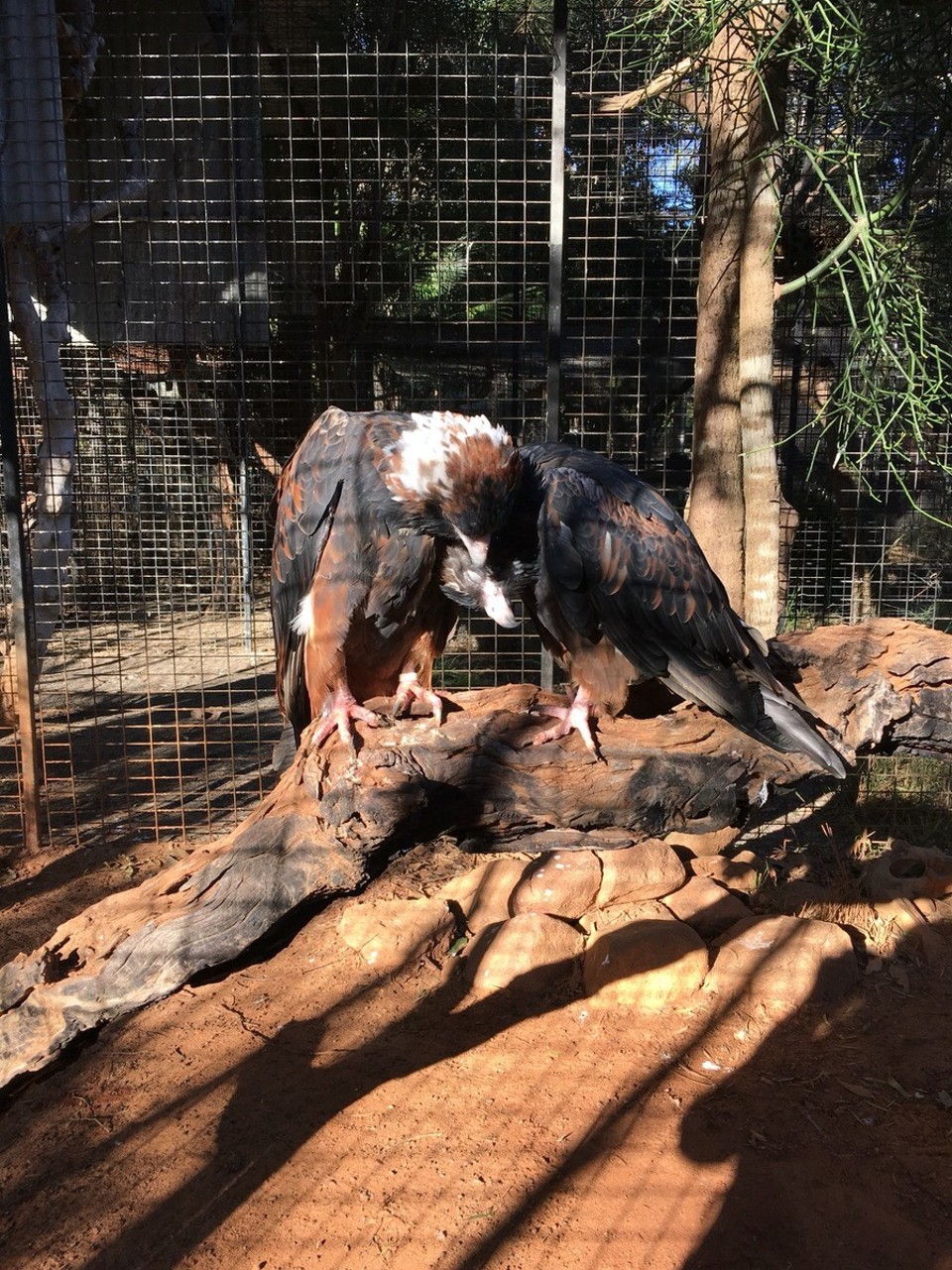 Australia - Sydney - Sollten eigentlich nicht in einem Käfig sein - ich mein natürlcih bin ich froh um so ein Bild, aber eigentlich gehören solche Schönheiten in die freie Natur