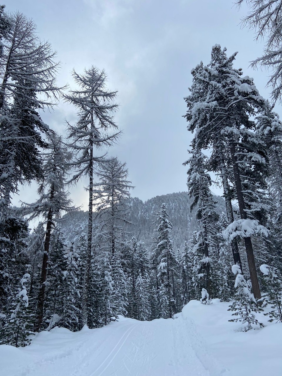 Schweiz - Pontresina - 