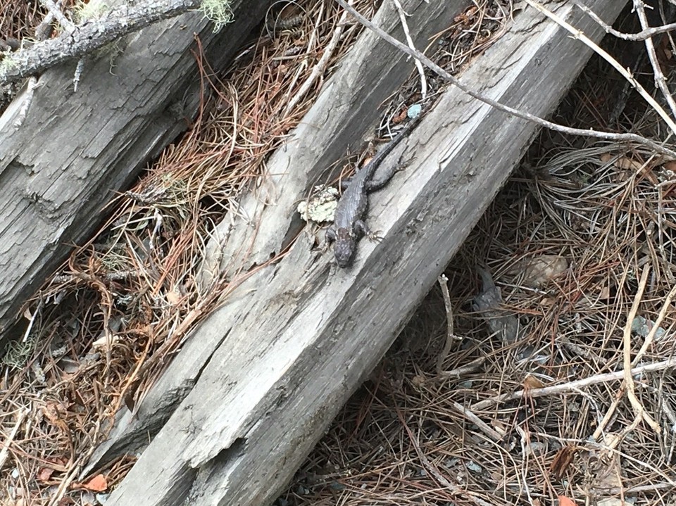 USA - San Luis Obispo - wenn man genau hinschaut 