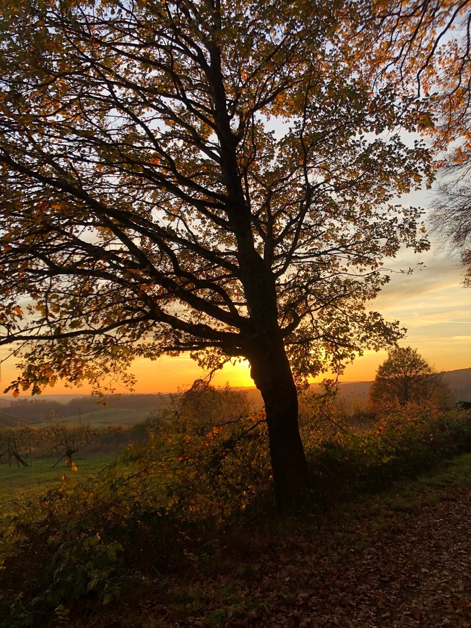 Deutschland - Ludwigshafen - Dilsberg Wow tolle Stimmung 😁