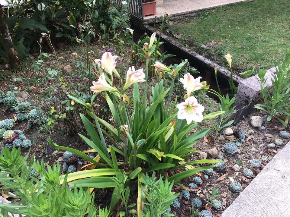 Costa Rica - Aguirre - 