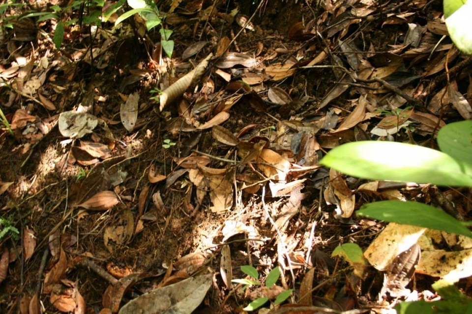 Sri Lanka - Sinharaja Forest - 