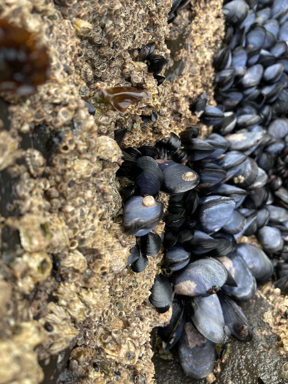 Neuseeland - French Farm - 