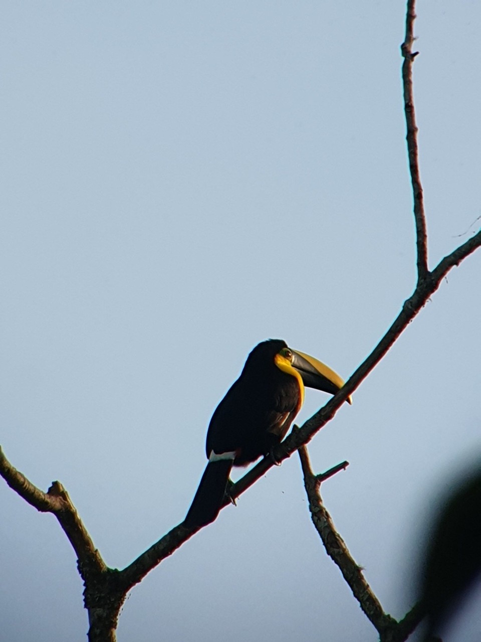 Ecuador - Mindo Valley - A Chestnut-mandibled Toucan