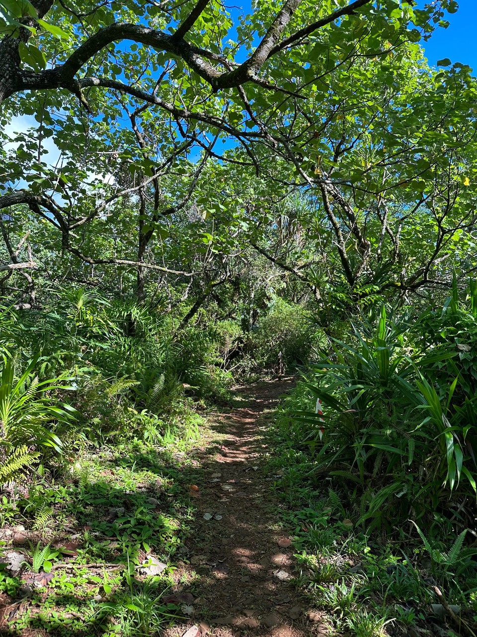Französisch-Polynesien - Moorea-Maiao - Coconut Trail 3 Std. 10km