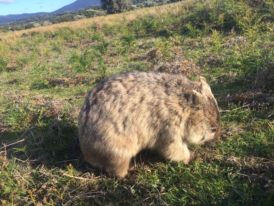  - Australia, Wilsons Promontory National Park, The Prom Wildlife Walk - 
