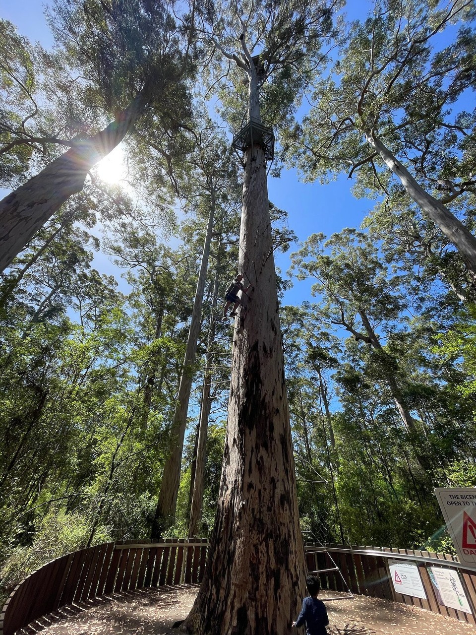 Australien - Yeagarup - Weiter ging es zum „Dave Evans Bicentennial Tree“. Ein alter Baum, der zur Feuersichtung genutzt wurde und jetzt von Touristen bestiegen werden kann. Leider war der Zugang zur obersten Plattform gesperrt.