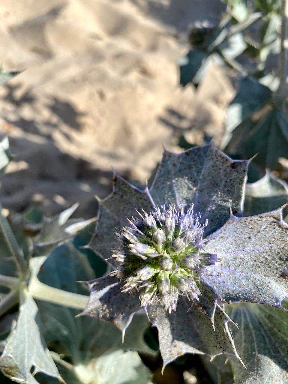 Portugal - Aljezur - 