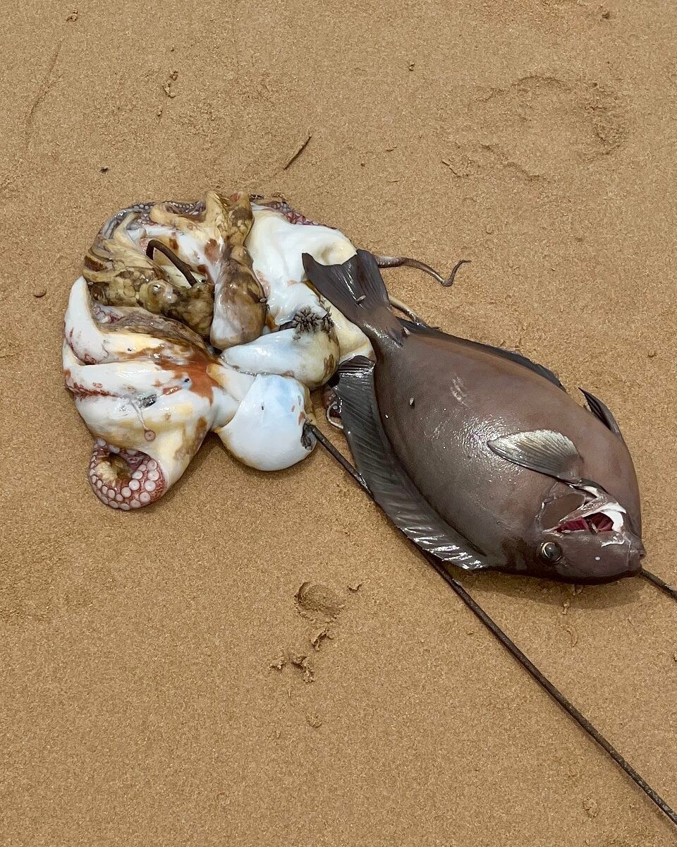 Brasilien - Salvador - Taucher fangen bei Ebbe Meeresgetiere