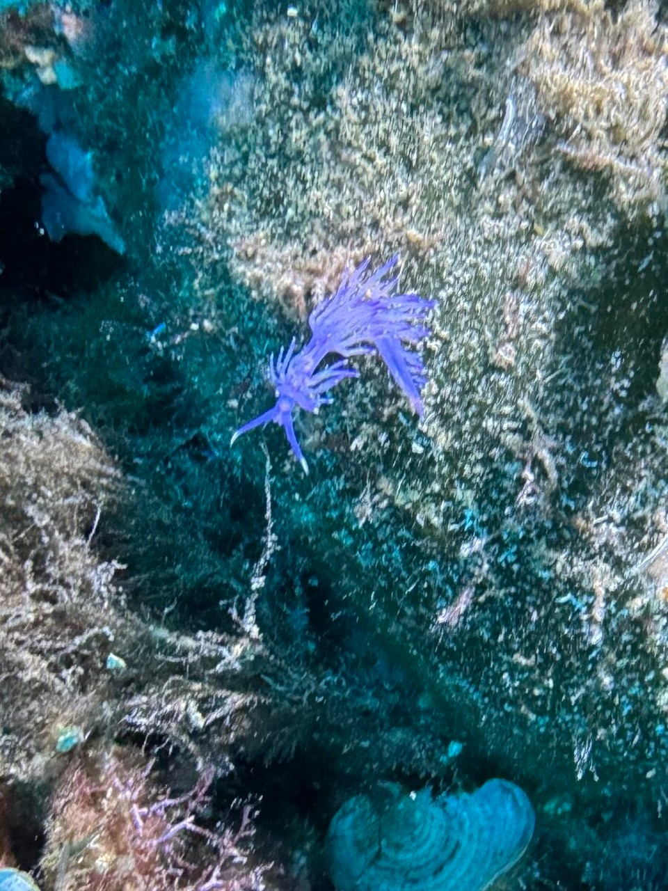 Italien - Capoliveri - Und gleich noch eine violette Fadenschnecke