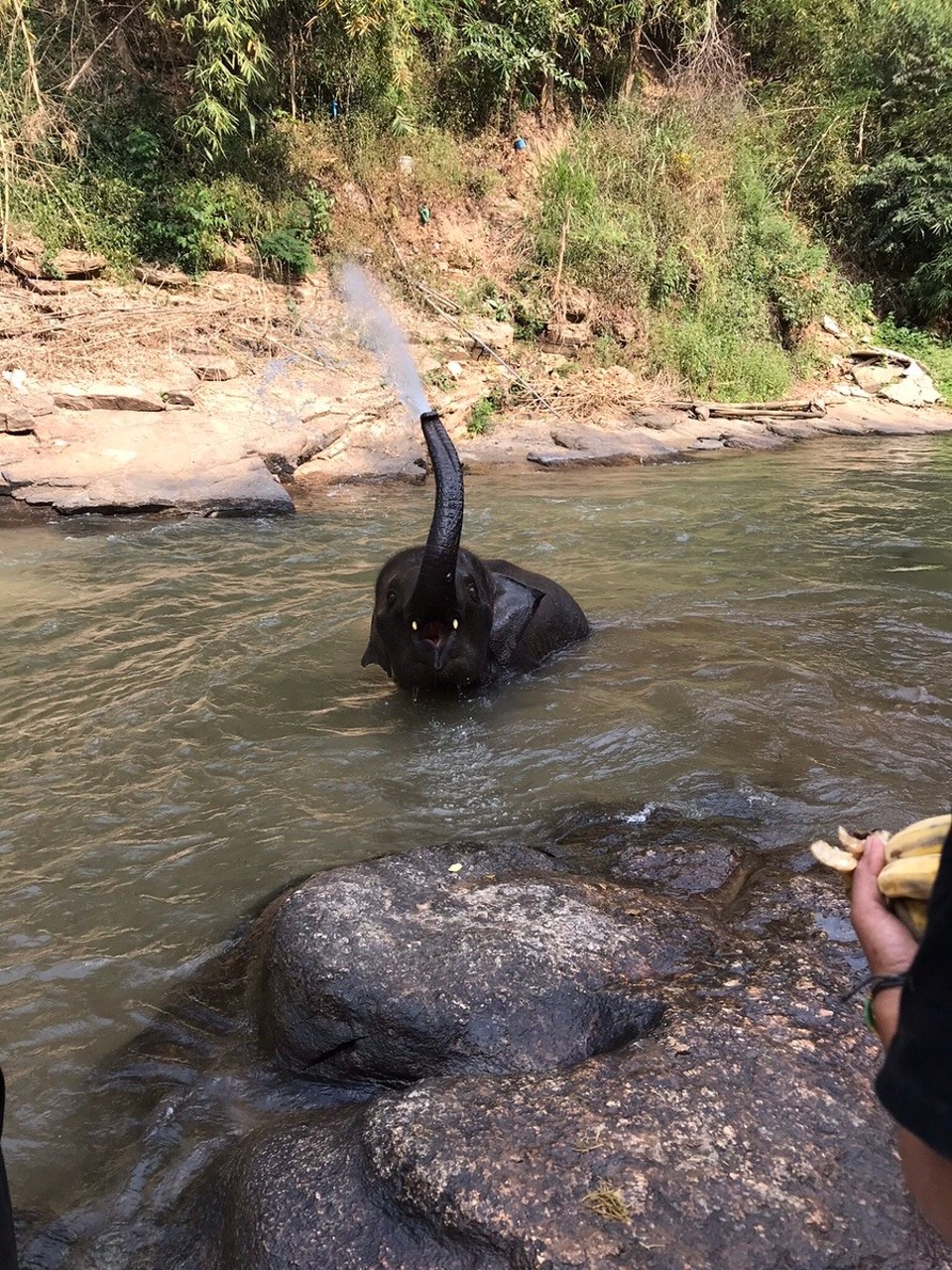 Thailand - Mae Wang - The joy of being a baby elephant...