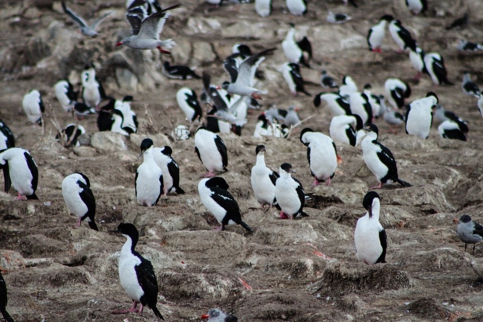 Argentinien - Isla Martillo - 