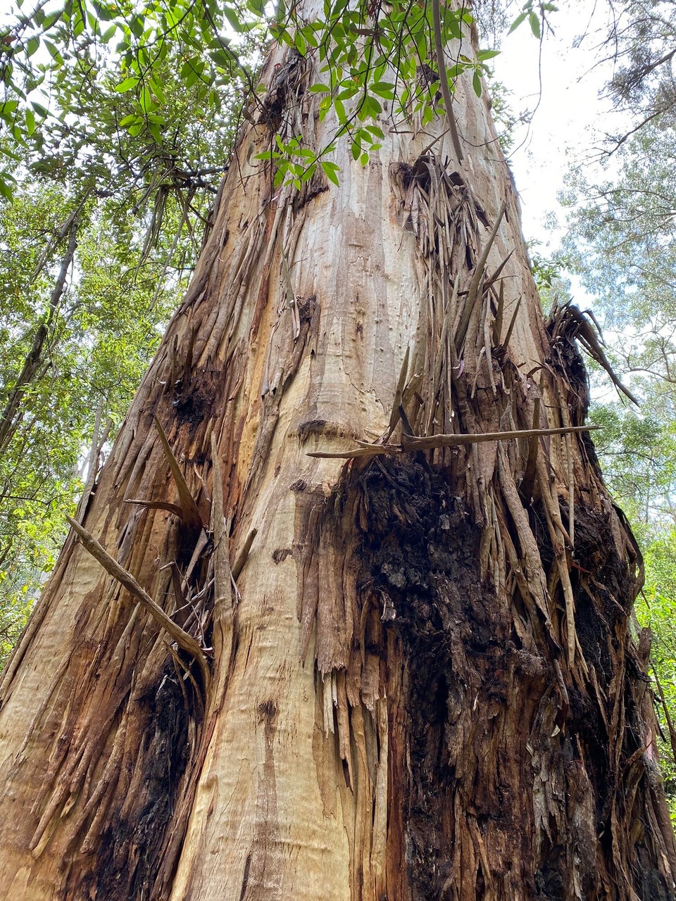 Australien - Lorne - ...grosse Eukalyptus Bäume die wie hier im Bild periodisch ihre gesamte Rinde abstossen. Die Rinde löst sich fetzenweise vom Stamm. (Auf dem Stamm ist ein Gesicht erkennbar)