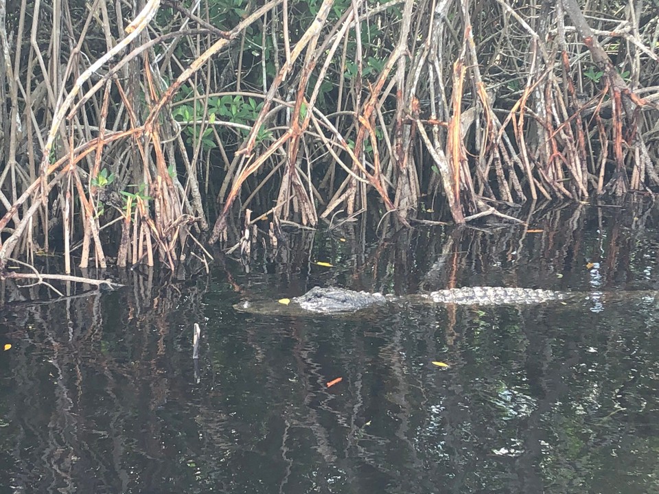 Vereinigte Staaten - Everglades - 