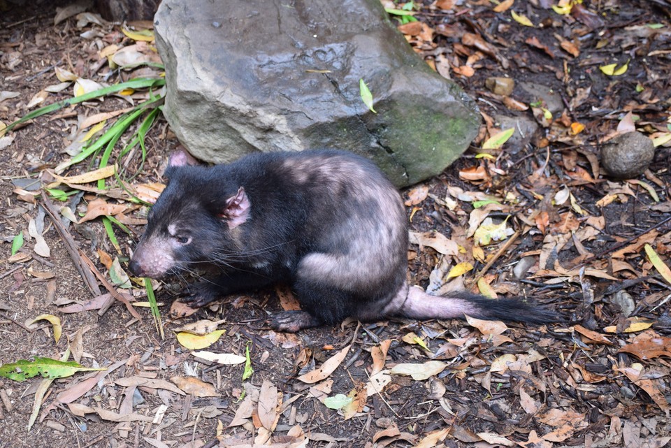 Australien - Currumbin - Ein Tasmanischer Teufel - das größte noch lebende Raub-Beuteltier