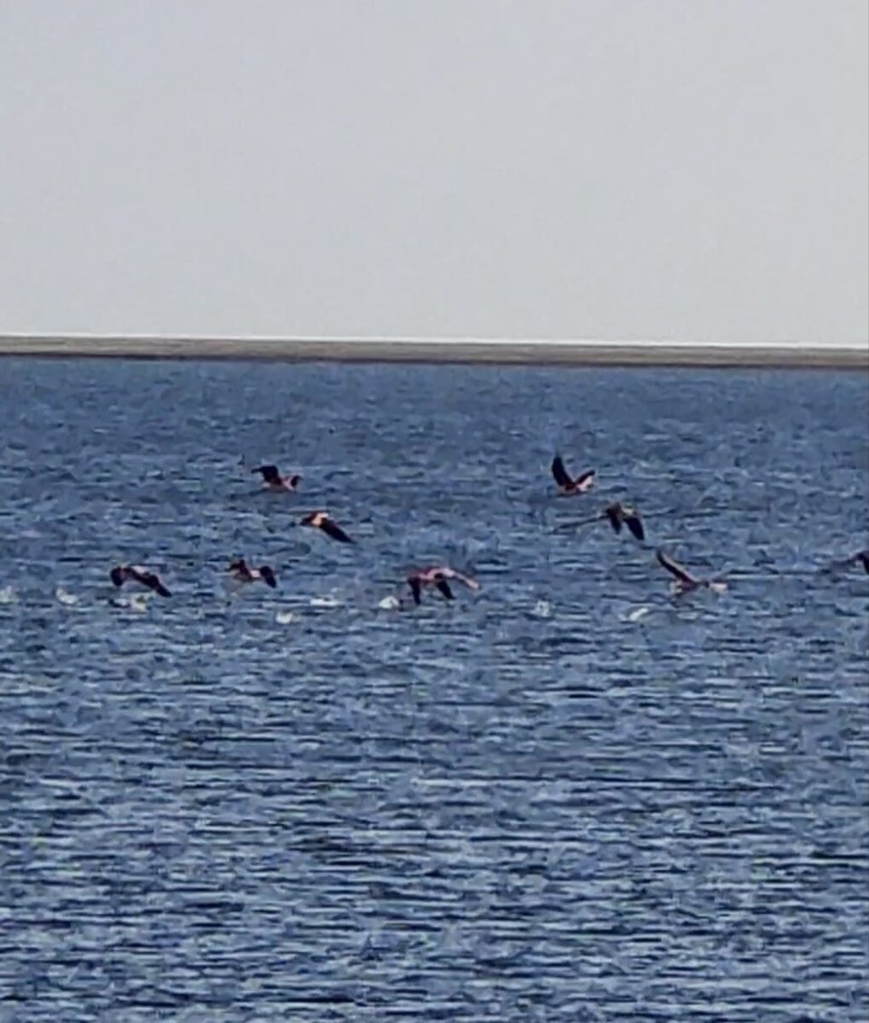 Kasachstan - Abylay - Die Flamingos im Aufbruch