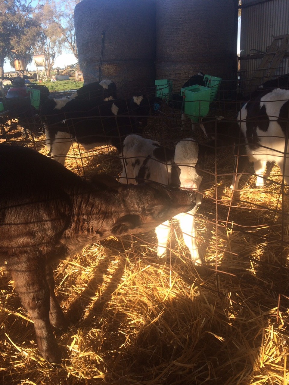  - Australia, Finley 2713 - When your big brother wants to help you with your milk beard. The white one was over a month premature but she made it and she’s the cutest and spunkiest miniature calf!!