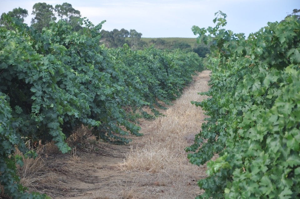 Australien - Lyndoch - 