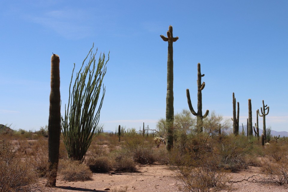 USA - Tucson - Organ Pipe Cactus NM