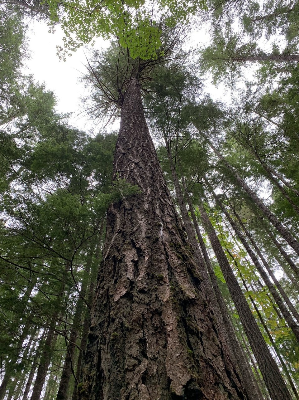 Kanada - Campbell River - 