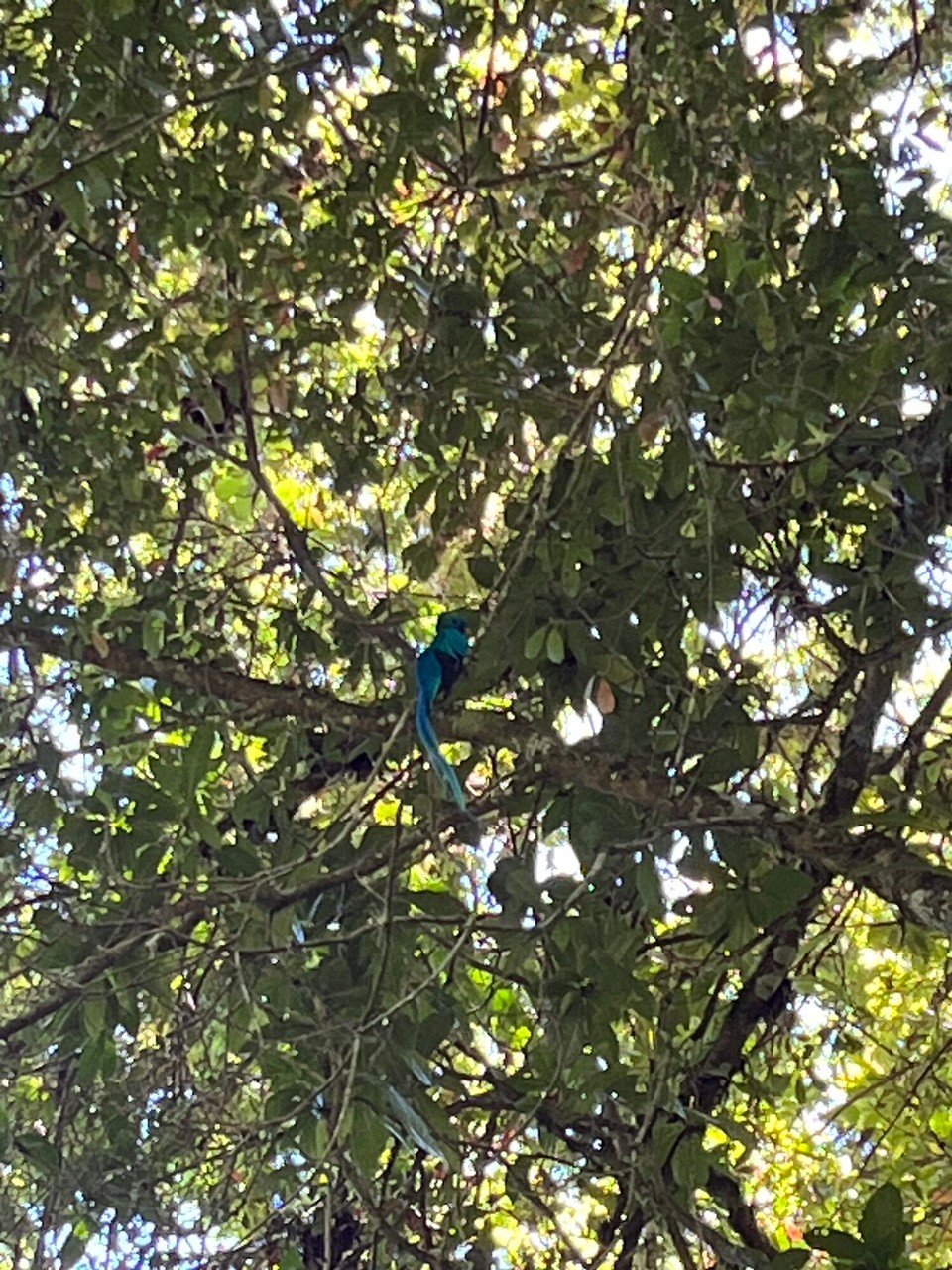 Panama - Boquete - Quetzal 🐦 