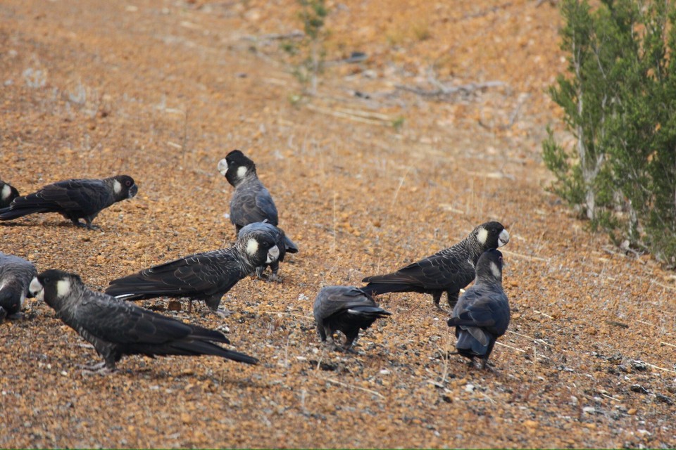 Australien - Stirling Range National Park - Auf dem letzten Fahrabschnitt haben wir dann noch Rabenkakadus am Straßenrand entdeckt.