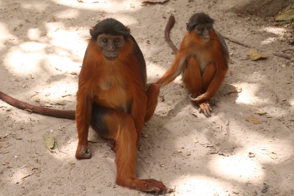 Gambia - Sukuta - Monkey Forest