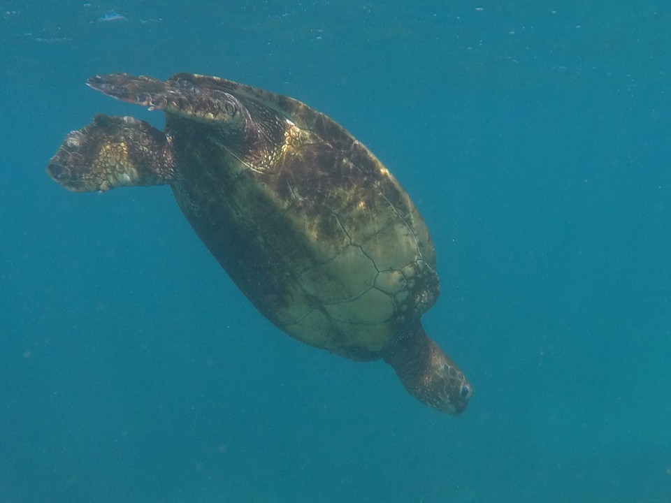 Vereinigte Staaten - Honolulu - 