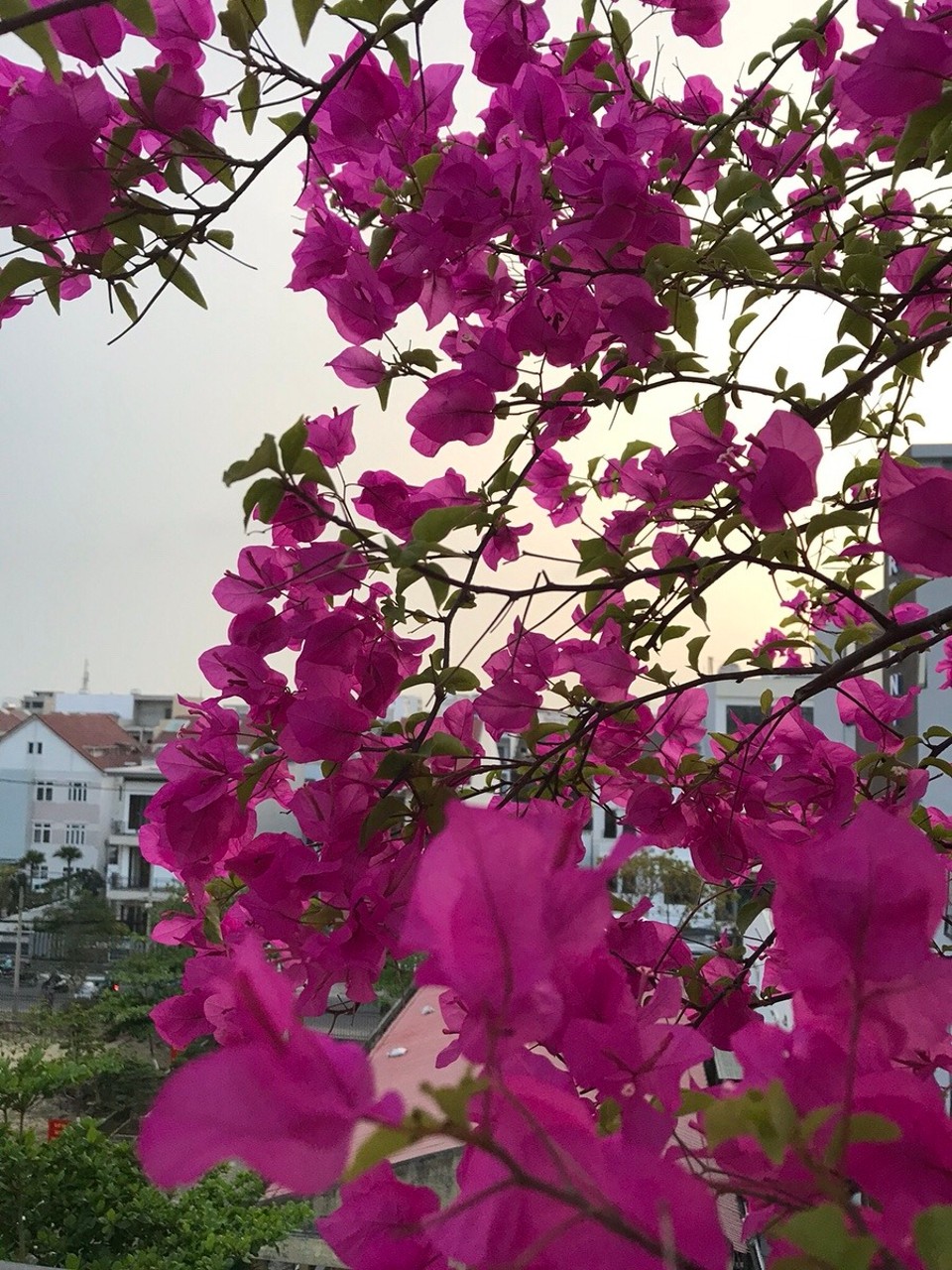 Vietnam - Da Nang - 
