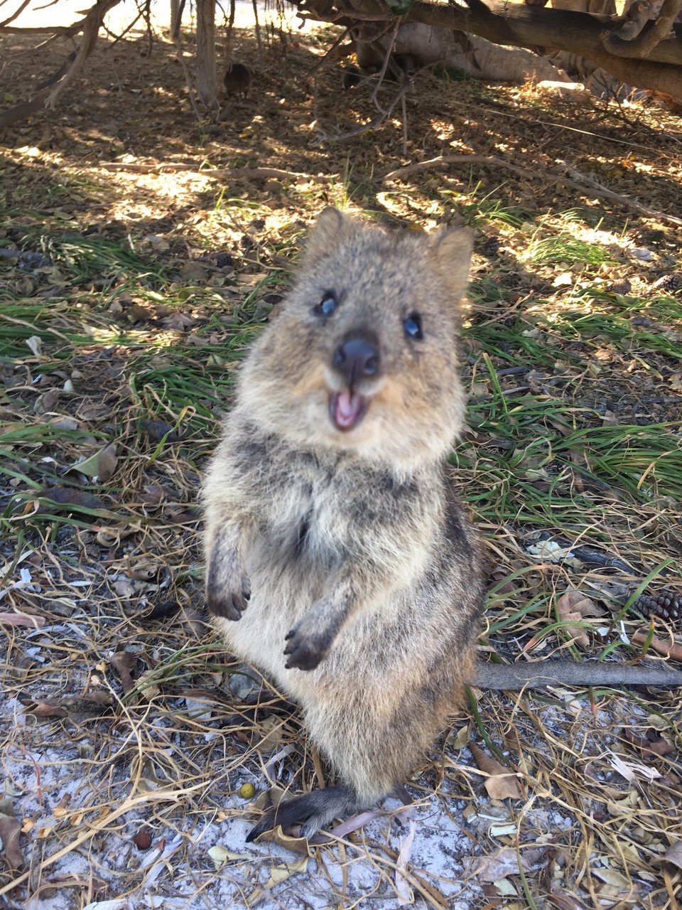 Australien - Rottnest Island - 