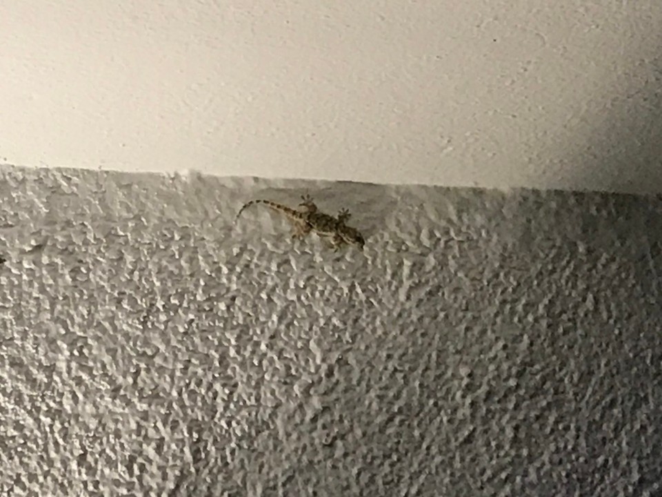 Spanien - Roses - Der Gecko.