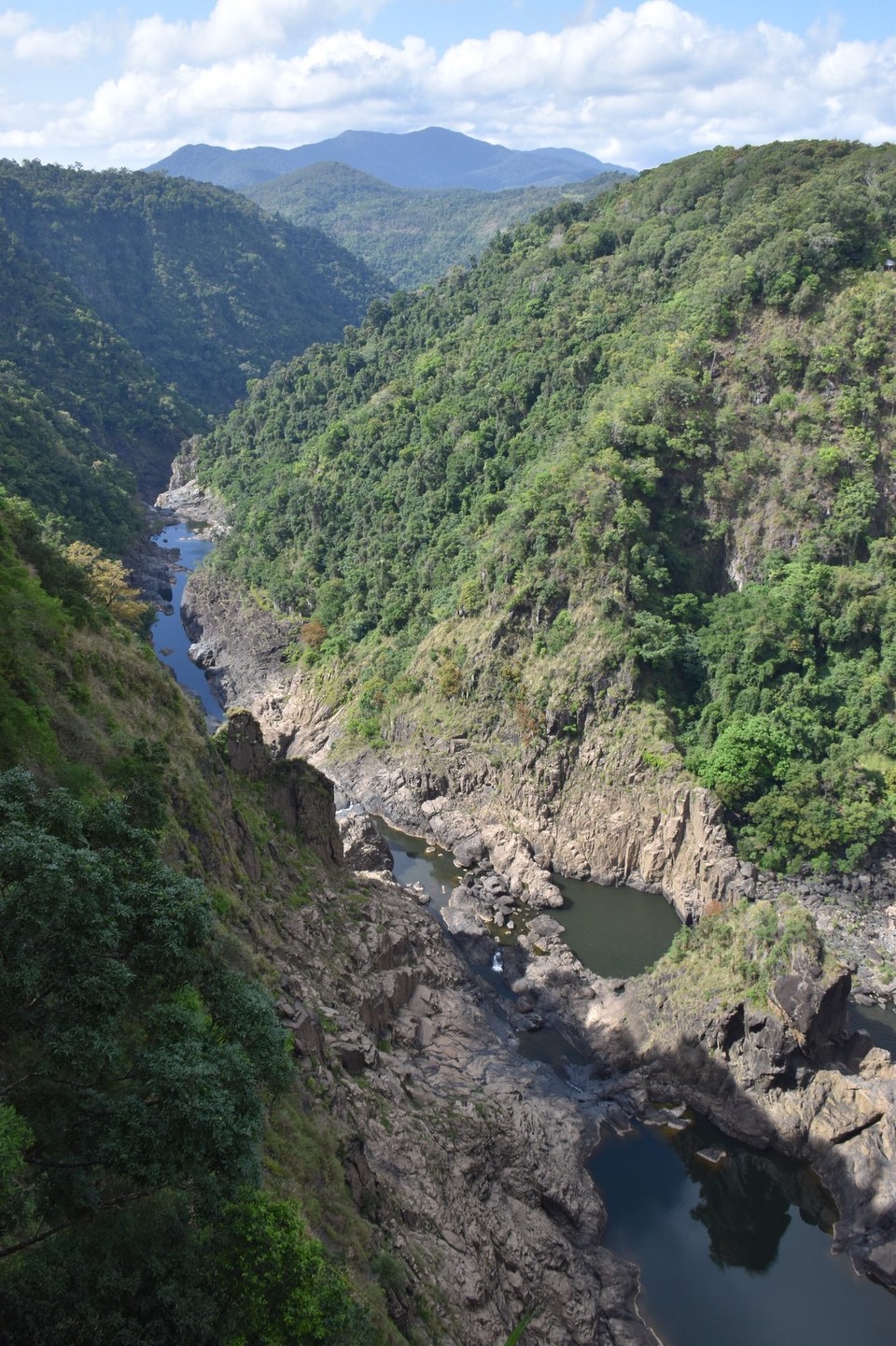 Australien - Kuranda - Der Nationalpark ist der größte Regenwald Australiens.