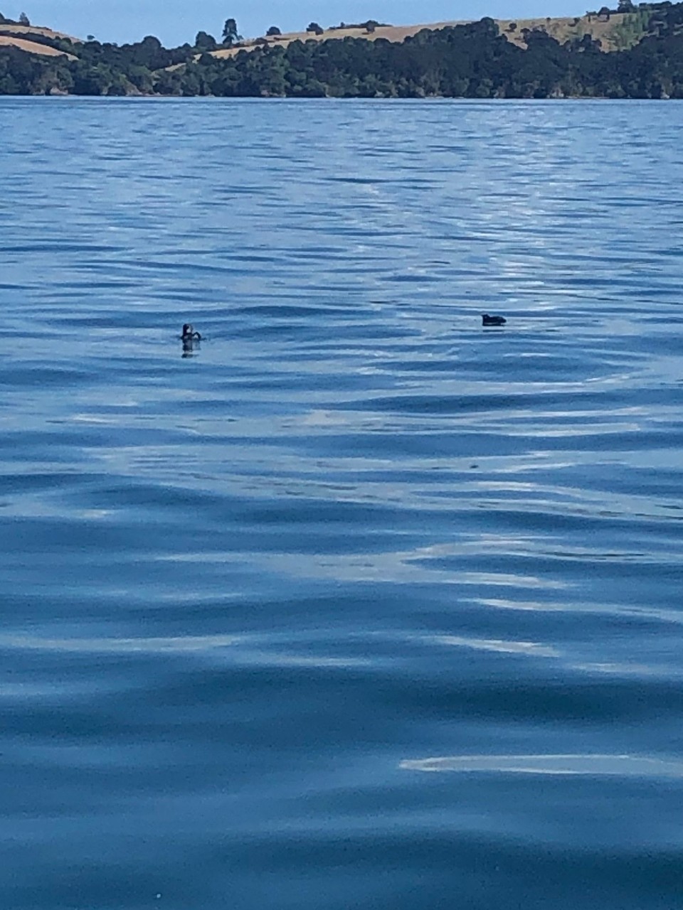 Neuseeland - Paihia - Unterwegs sehen wir einige blaue Pinguine. Allerdings fällt uns die Unterscheidung zwischen blauen Pinguinen und Blausturmvogel ziemlich schwer. 