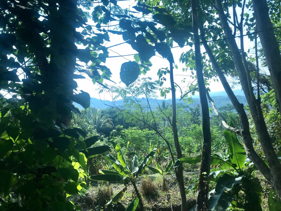 Indonesien - Sukabumi - ...durchs Grüne...