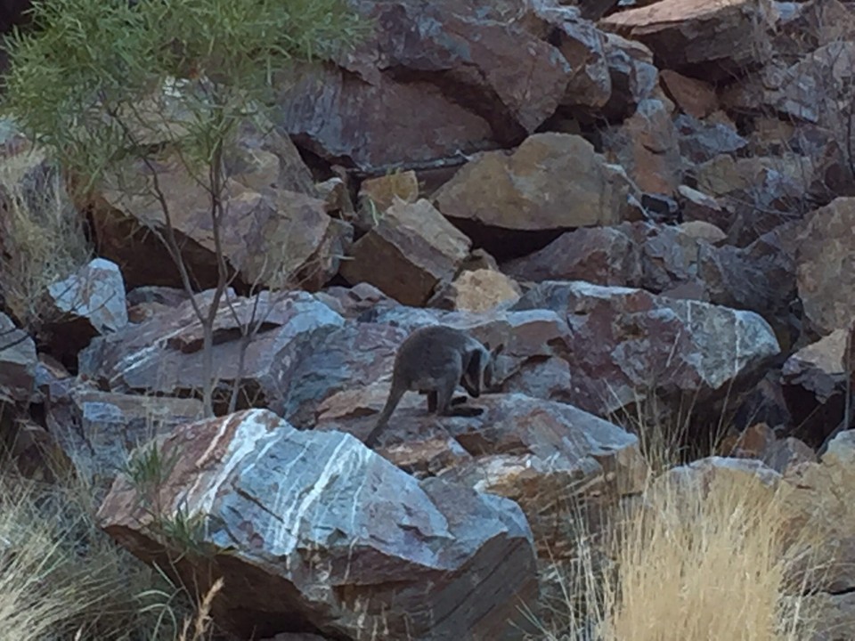 Australien -  - Wer findet das Wallabi (Felsenkängeruh)