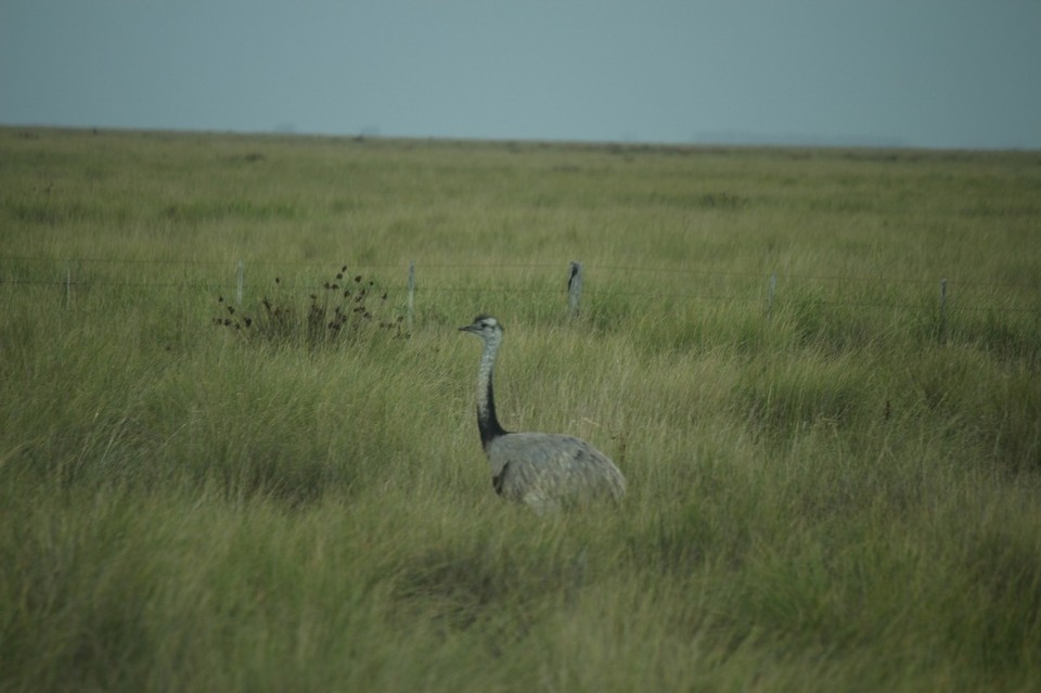 Argentinien - Mar de Cobo - Nyandú