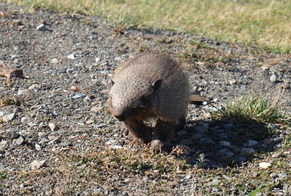 Chile - Torres del Paine - An armadillo says hello ... so sweeeet 